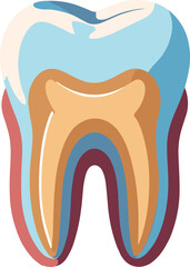 A colorful a human tooth cross-section highlighting enamel, dentin, pulp, and root layers, perfect for dental education, infographics, or medical presentations.