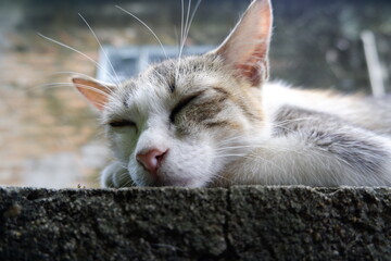 Domestic cat with white and grey fur peacefully sleeping concrete wall. feline appears completely calm and relaxed, enjoying serene daytime rest outdoors. Its eyes remain closed, showcasing moment