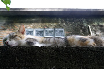 Peaceful multi color cat sleeping calmly on an outdoor wall, enjoying daylight. Small transparent glass cubes rest gently on feline furry back, adding unique touch to its relaxed posture
