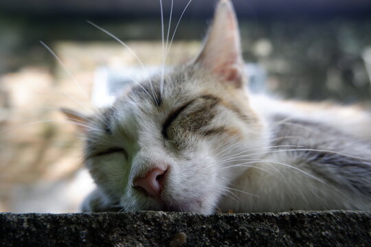 Peaceful domestic cat sleeping soundly outdoors. Calm feline rests stone surface, its white and gray fur creating relaxed and serene scene. Soft daylight illuminates its tranquil face