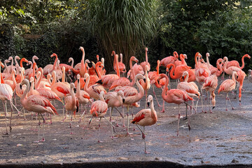 A large, vibrant flock of pink flamingos standing in a group against a dense green foliage backdrop, symbolizing exotic wildlife, social behavior, and tropical habitats, perfect for travel, zoo, or co