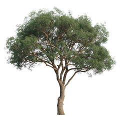 Majestic tree with lush green foliage, a symbol of growth and resilience, perfect for nature-inspired designs and environmental projects, adding a touch of serenity