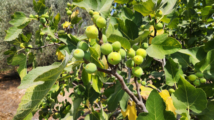 Sacred and delicious, figs are a cherished summer fruit with a rich history, known for their sweet taste and unique texture