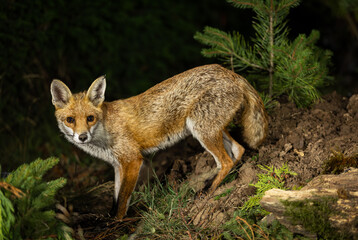 Red fox, Scientific name: Vulpes Vulpes. Close up of an alert red fox vixen at night,  foraging in  conifer woodland. Facing front.  Iconic British wildlife. Space for copy.  Horizontal