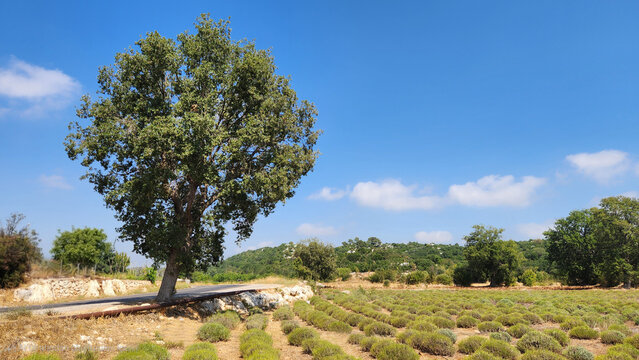 A magnificent Sessile Oak (Quercus petraea) stands tall by the roadside, offering shade for workers in a lavender field on Taurus Mountains.