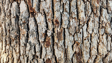 Obraz premium The bark texture of an old oak tree for design work backgrounds