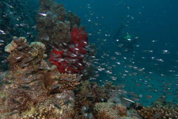 An amazing swarm of tiny glass fish at a Red Sea tropical coral reef. Picture from Makdi Bay, Hurghada, Egypt