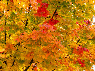 Herbstliche Blätter am Baum