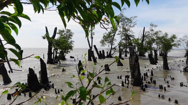 Taaruar Char or Tarua Beach is a protected forest area and a large wildlife sanctuary located about 150 kilometers from Charfashion Upazila of Bhola district.