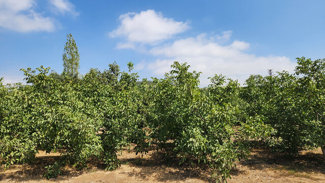 A walnut orchard with fresh, well-cared-for young trees in the high plateau areas of the Mediterranean.