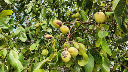 Obraz premium On a tree, walnuts are a delicious and nutritious autumn fruit, nearing harvest time for their rich, nutty flavor