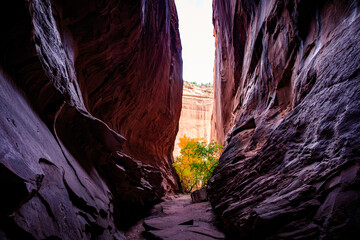Singing Canyon Slot Canyon, Grand Staircase Escalante National Monument, Utah