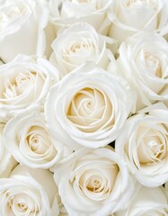 Close-up of many white roses