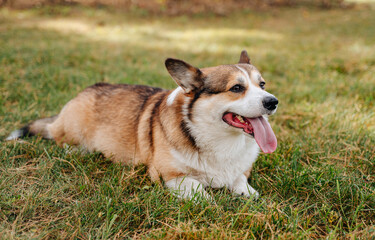 Healthy adult Pembroke Corgi dog outdoors