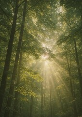 Fototapeta premium Sunlight filters through lush forest.