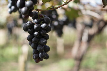 Among the Vines: The Charm of a Grape Plantation