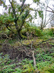 Verwildertes Waldgrundstück