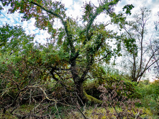 Verwildertes Waldgrundstück