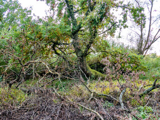 Verwildertes Waldgrundstück