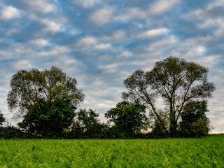 Obraz premium Misteln auf einem Baum