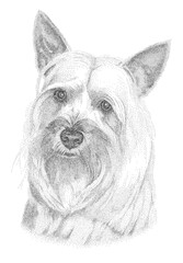 Silky Terrier Pen and Ink Portrait