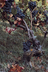 Dolcetto grapes ripen on the vine amidst thick green leaves in an Italian vineyard. These grapes are used to produce fine Italian red wine.