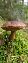 Pilz im Wald
