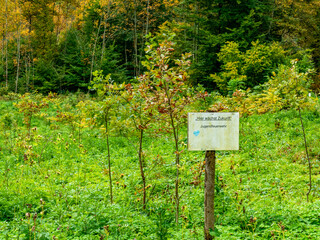 Wiederaufforstung im herbstlichen Mischwald