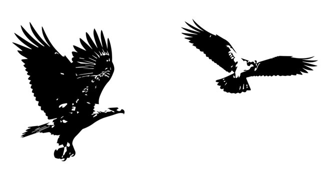 Silhouetted Eagles in Flight - Majestic Birds with Extended Wings, Soaring High.