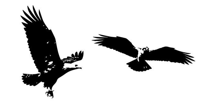 Silhouetted Eagles in Flight - Majestic Birds Soaring with Extended Wings.