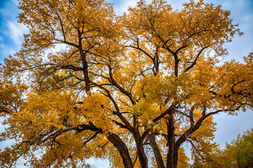 Fototapeta premium Autumn Leaves, Capitol Reef National Park, Utah