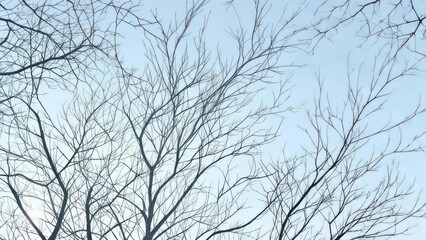 Upward view of leafless tree branches against a light blue sky. Simple, serene, and cold