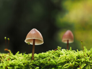 Makro - grzyby.  W lesie