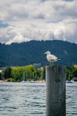 Vertical Shot of Seagull Perched on a Pylon by Lake Zurich