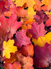 Different autumn leaves on the park. Autumn background. Yellow , red, orange autumn maple leaves. Fall in nature. Golden season, top view, fallen leaves.