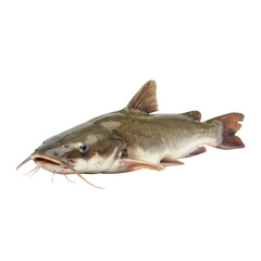 Fresh catfish with whiskers isolated on white background
