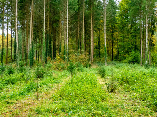 Wiederaufforstung im herbstlichen Mischwald