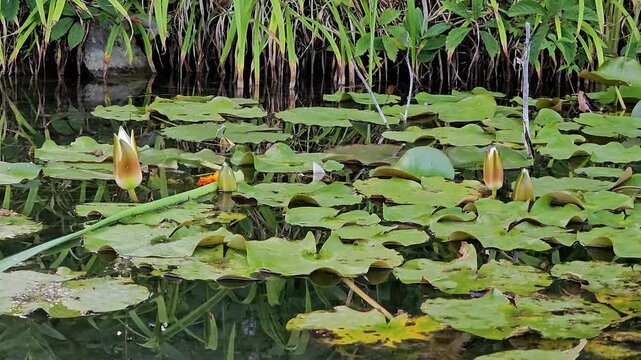 Water lilles about to bloom in a small pond surrounded with widely spread water lily leaves