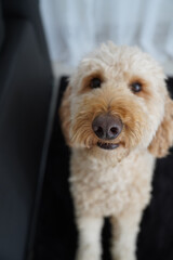 buddy the best friend