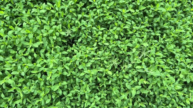 Meadow overgrown with knotgrass in overcast morning, top view