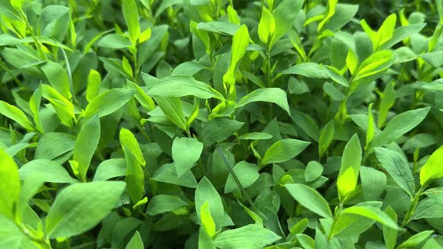 Knotgrass on meadow in overcast morning, bottom view close-up