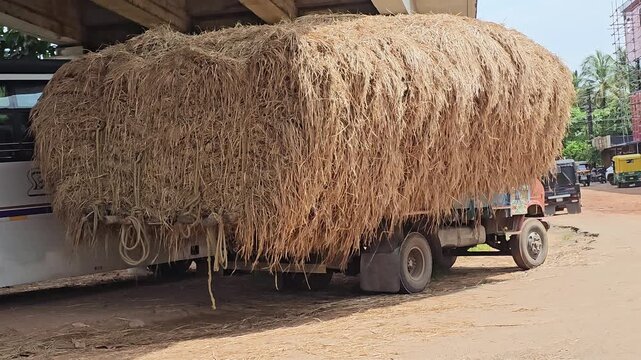 A heavily overloaded truck carrying an enormous, sprawling stack of golden hay barely fits under a concrete highway overpass in a sunny, rural-urban setting
