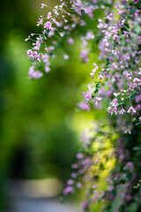 鎌倉25928　鎌ヶ谷切通1　萩