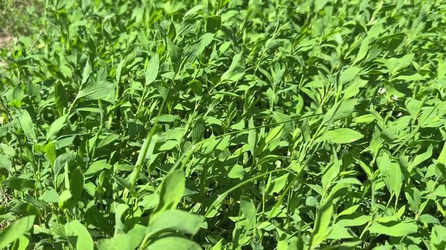 Knotgrass on meadow in sunny windy day, bottom view