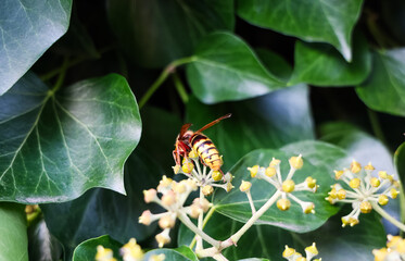 Hornet foraging on green ivy flowers