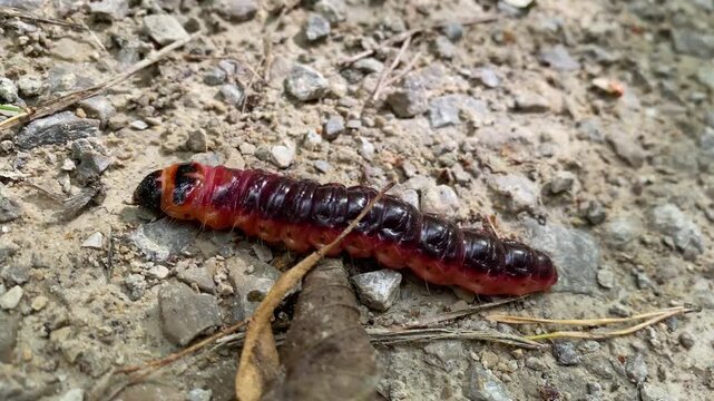 Goat Moth Caterpillar, Cossus cossus, Crawling on the Ground in Macro Close-Ups