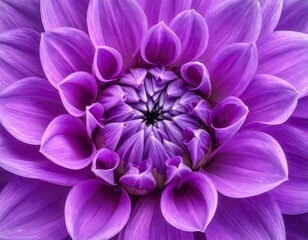Close Up Purple Dahlia Flower.