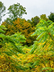 Wiederaufforstung im herbstlichen Mischwald