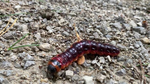 Goat Moth Caterpillar, Cossus cossu, Crawling on the Ground in Macro Close-Up
