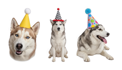 Siberian Husky dogs set including headshot, sitting, and lying poses with party hats isolated. Fun celebration and pet themes.